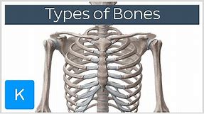 Types of bones in the human skeleton - Human Anatomy | Kenhub