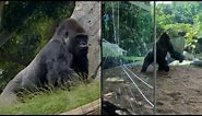 Gorillas Crack Glass of Zoo Enclosure During Fight