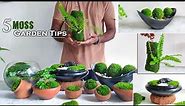 5 Easy Tips & Ideas for Creating Moss Garden | Guide to Growing Moss Garden//GREEN PLANTS