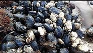 Facts: California Mussels
