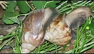 OMG that's so cool spouses of Snails at eating leaves and m@ting hasha