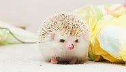 How Much Does a Hedgehog Cost? Prices & Expenses (  FAQ)