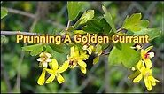 How to plant and prune golden currant