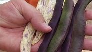 This is why you should grow purple pod beans in your garden next season! 🫘🤯