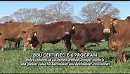 Beefmaster Breed Featured on The American Rancher