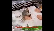 suicidal crab meme (Crab jumps into boiling water)