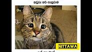 Fb funny post | Sinhala joke post 26 / Nittawa