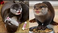 Funny Otter Videos Compilation 2021 #05 - Funny Pets Life