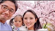 Spring in Japan | Cherry blossom blooming | Sakura