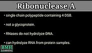RNAse A | Ribonuclease A | Ribonuclease A Catalysis |