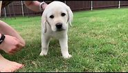 LUNA the Labrador Puppy takes her Temperament Test!