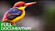 Flying Rainbow - An Epic Tale of Survival | Free Documentary Nature