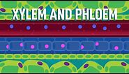 Xylem and Phloem - Transport in Plants | Biology | FreeAnimatedEducation