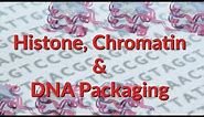 Histone | Chromatin | Nucleosome | DNA Packaging