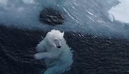The original polar plunge - Video