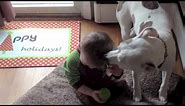 Jameson the Friendly Pitbull. Pitbull Plays with babies!