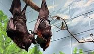 Bats With 5-Foot Wingspan Return to San Antonio Zoo for First Time Since 1980s