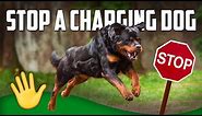 How to Stop a Charging Dog (MUST WATCH)