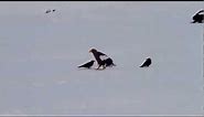 オオワシさんVSカラス君 Steller's sea eagle VS Crow