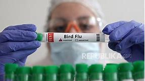 Flu Burung, Kemenkes: Indonesia Jadi Negara dengan Jumlah Kematian Terbanyak di Dunia