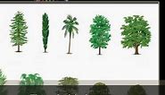 Tipos de árboles comunes