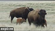 Bison Calving - Grasslands National Park powered by EXPLORE.org