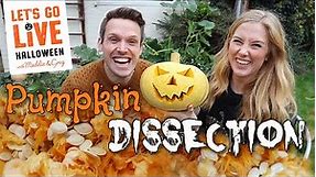Pumpkin Dissection! | Learn the Parts of a Pumpkin | Maddie Moate