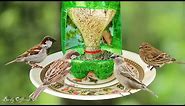 How To Make A Bird Feeder | DIY Homemade Plastic Bottle Bird Feeder