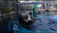 23 Minutes Of Sea Otters Chomping On Snacks