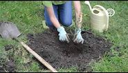 Ask an Arborist: How do I Plant Bare-root Trees?