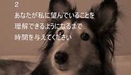 犬の十戒 (The Ten Commandments of Dog Ownership)