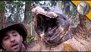 The BIGGEST Turtle You've EVER seen!