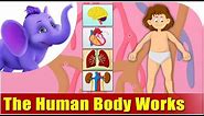 How the Human Body Works - Kids Animation Learn Series