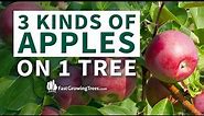 Apple Trees Varieties