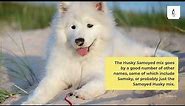 Husky Samoyed Mix: Facts about Samusky Dog Breed