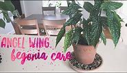 Angel Wing Begonia Care