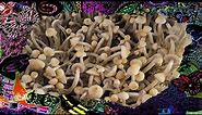 Growing Mushroom Time-lapse - APE Revert