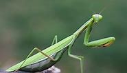 Discover the Largest Praying Mantis in the World