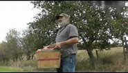 Harvesting Wolf River Apples!