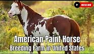 American Paint Horse Breeding Farm in United States For New Farmer