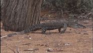 Big Goanna, Lace Monitor Lizard roaming around the Australian bush.