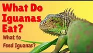 What Do Iguanas Eat - What to Feed Iguanas - What Do Green Iguanas Eat