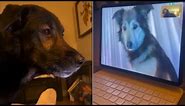 Doggie best friends stay in touch via FaceTime