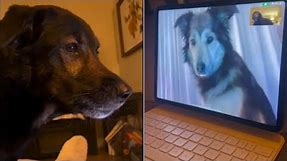 Doggie best friends stay in touch via FaceTime
