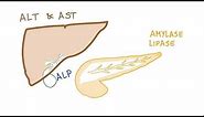 Liver and pancreatic enzymes explained | AST, ALT, GGT, ALP, Amylase& Lipase