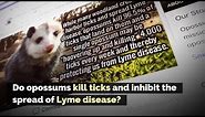 Snopes.com: Do Opossums Kill Ticks, Inhibit the Spread of Lyme Disease?