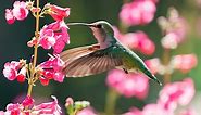 The 34 Best Hummingbird Flowers to Grow in Your Garden