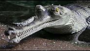 Gharial Conservation at the Bronx Zoo