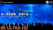 8K Aquarium - Churaumi Aquarium Kuroshio Sea, Okinawa, Japan 美ら海水族館 黒潮の海 [8K]