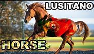 Lusitano Horse/Portuguese Horse breed/ Pure Blood horse/Lusitano fact/Try not to watch it to the end